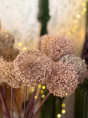 Fiori di ALLIUM