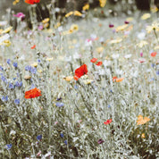 Ricordi da seminare - Sacchetto di semi di fiori di campo