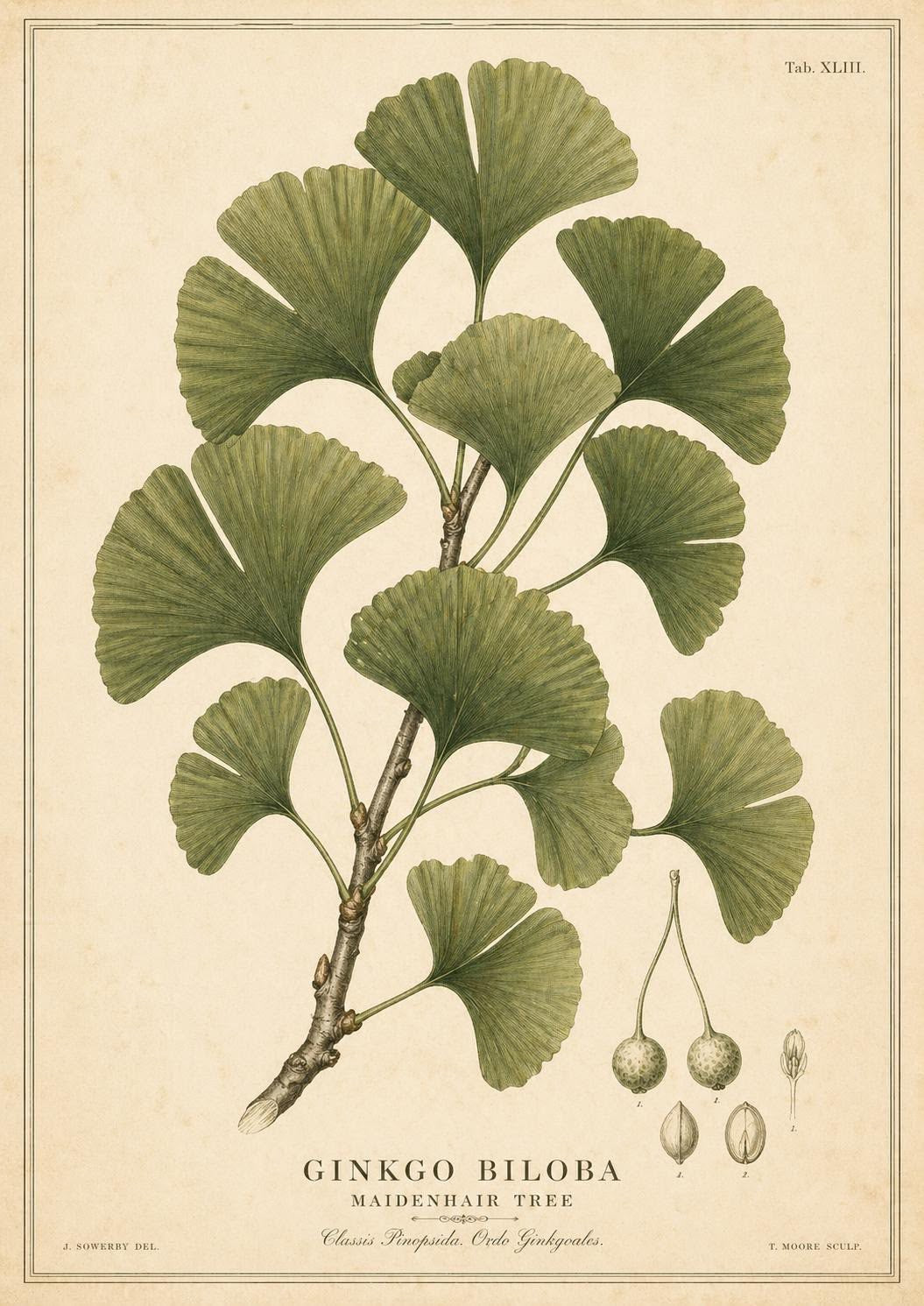 COLLANA GINKO MEDIA