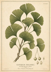 COLLANA GINKO MEDIA