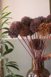 FIORI DI ALLIUM ESSICCATI MARRONE