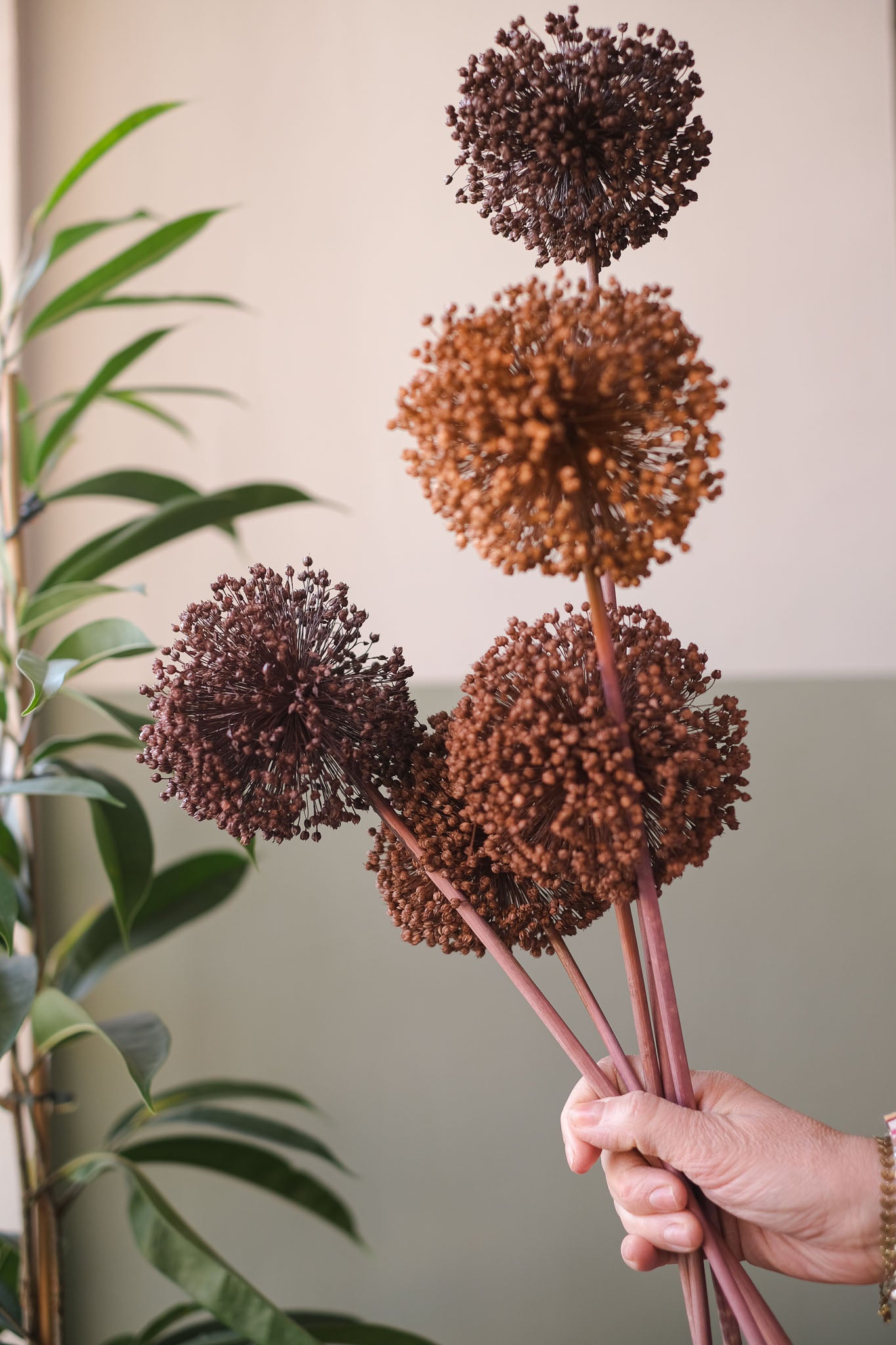 FIORI DI ALLIUM ESSICCATI MARRONE
