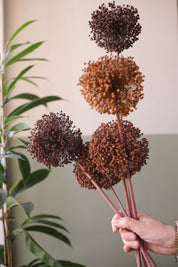 FIORI DI ALLIUM ESSICCATI MARRONE