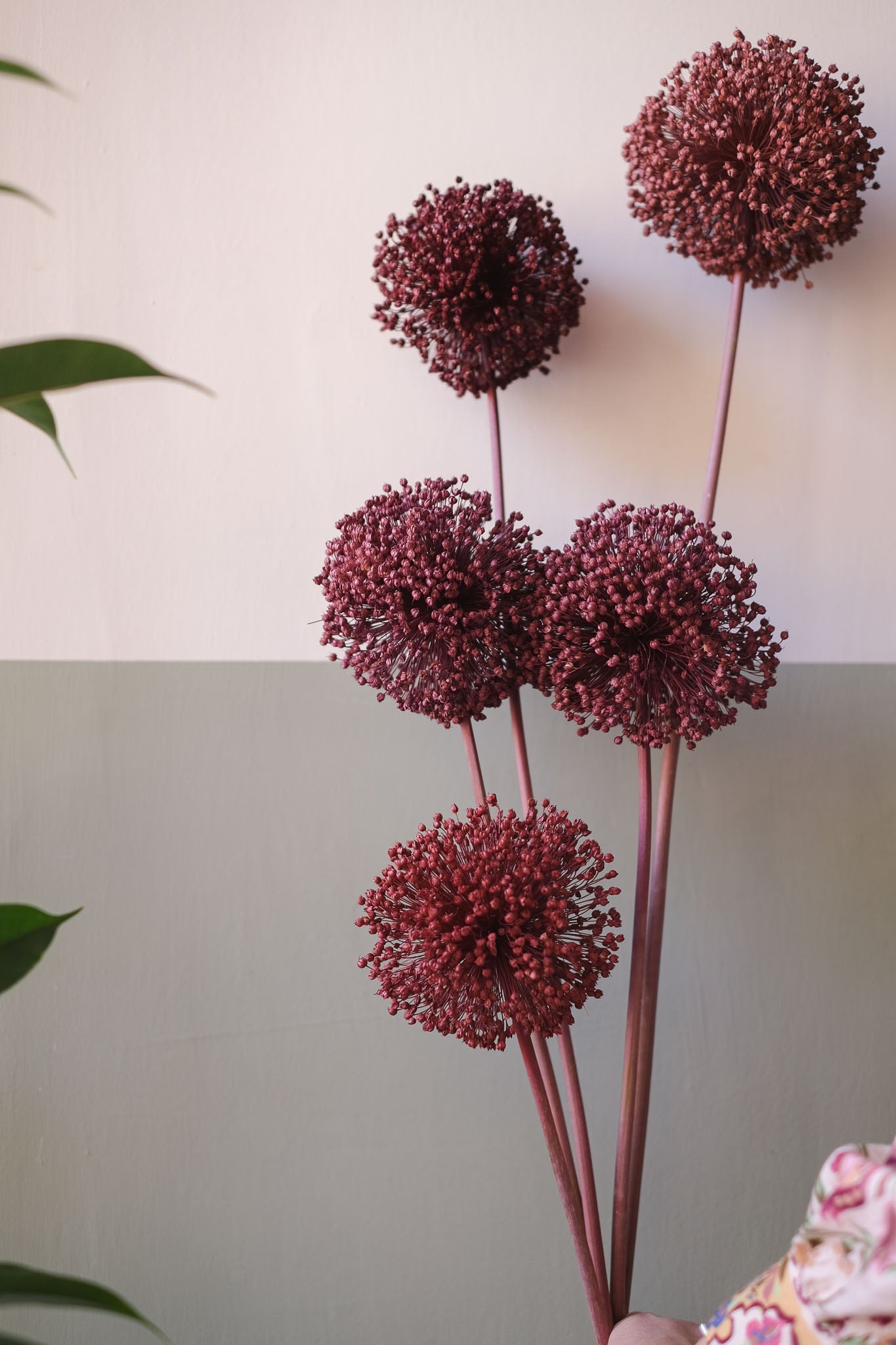 FIORI DI ALLIUM ESSICCATI BORDEAUX