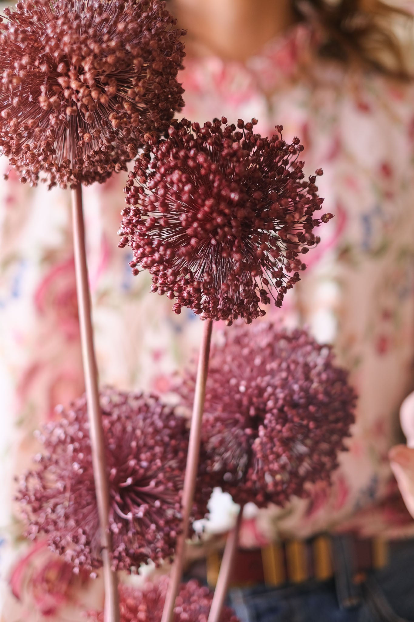 FIORI DI ALLIUM ESSICCATI BORDEAUX