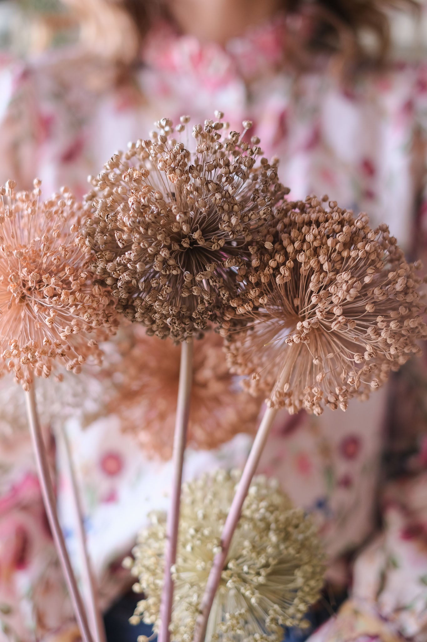 FIORI DI ALLIUM ESSICCATI BIANCO E NEUTRI
