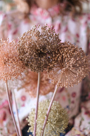 FIORI DI ALLIUM ESSICCATI BIANCO E NEUTRI