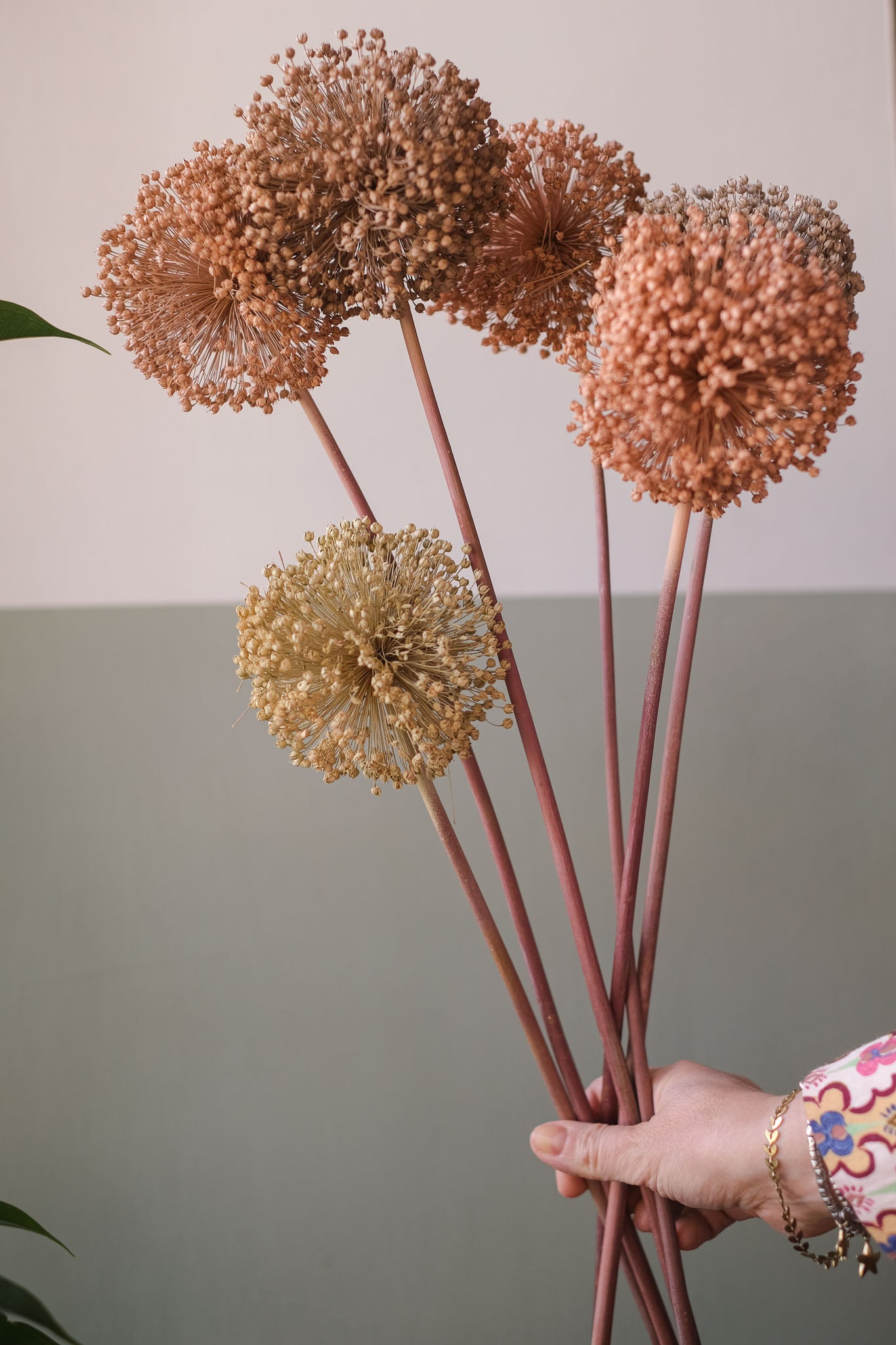 FIORI DI ALLIUM ESSICCATI BIANCO E NEUTRI