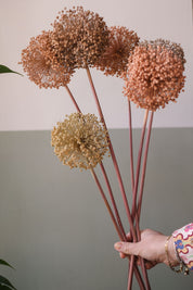 FIORI DI ALLIUM ESSICCATI BIANCO E NEUTRI