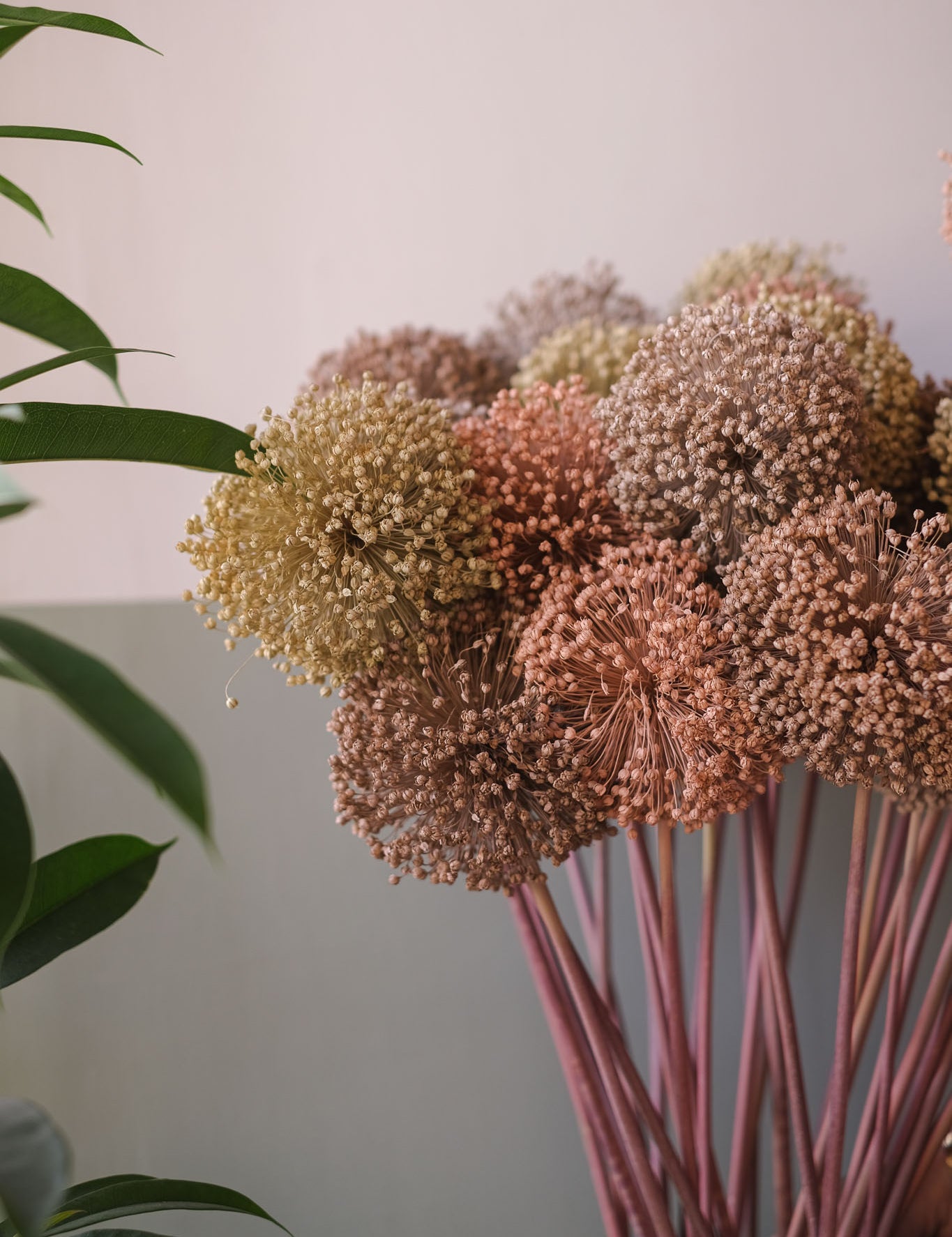 fioriallium-18.jpg