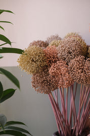 FIORI DI ALLIUM ESSICCATI BIANCO E NEUTRI