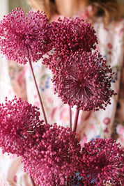 FIORI DI ALLIUM ESSICCATI FUCSIA