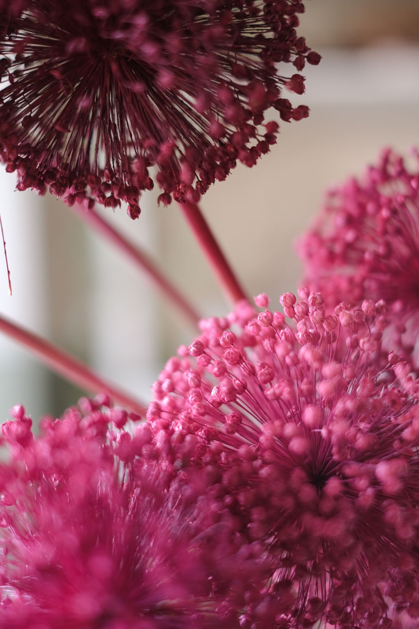 FIORI DI ALLIUM ESSICCATI FUCSIA
