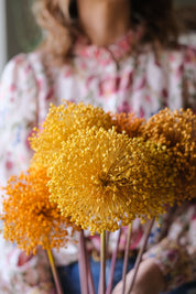 FIORI DI ALLIUM ESSICCATI GIALLO