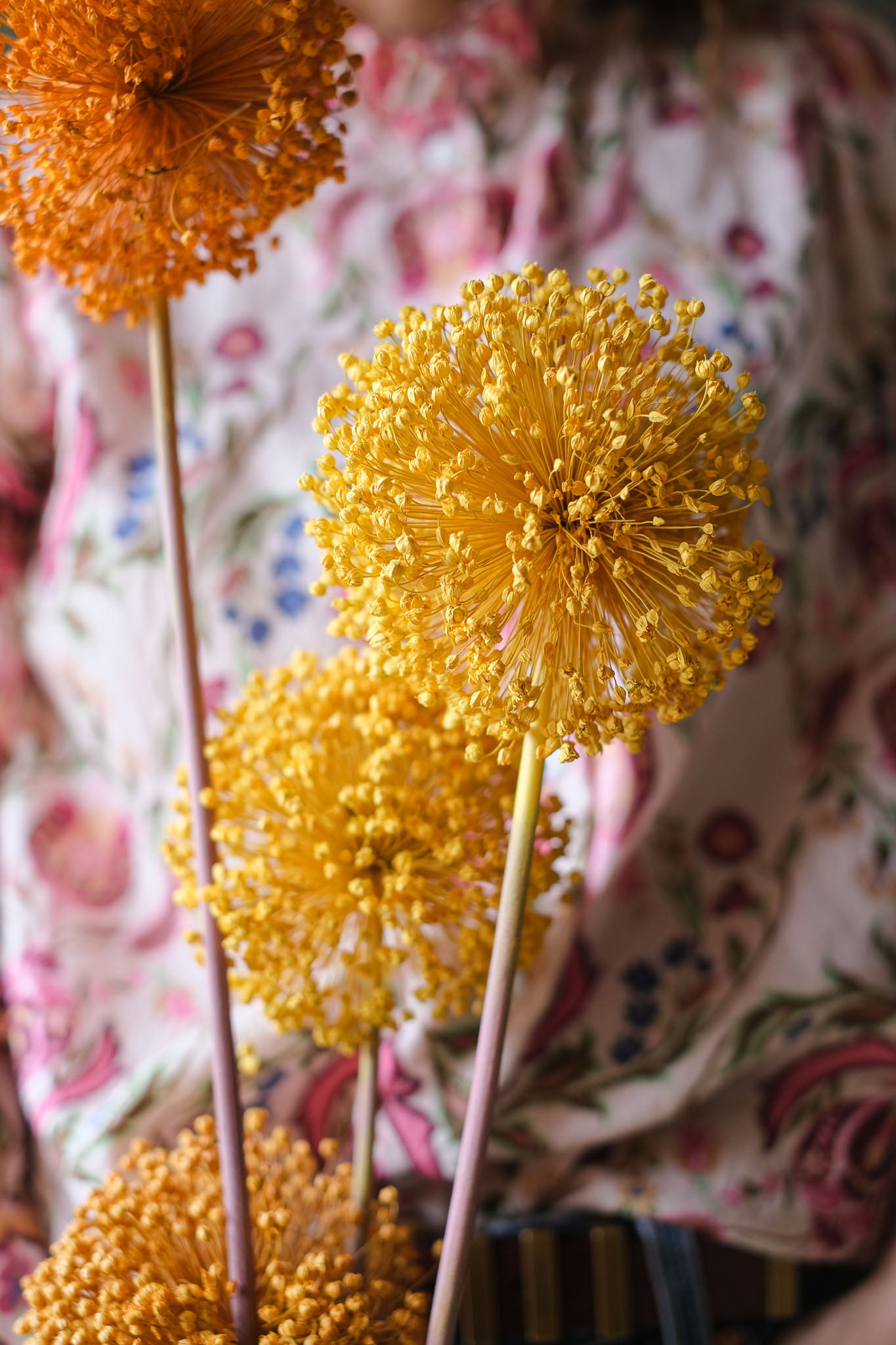 FIORI DI ALLIUM ESSICCATI GIALLO