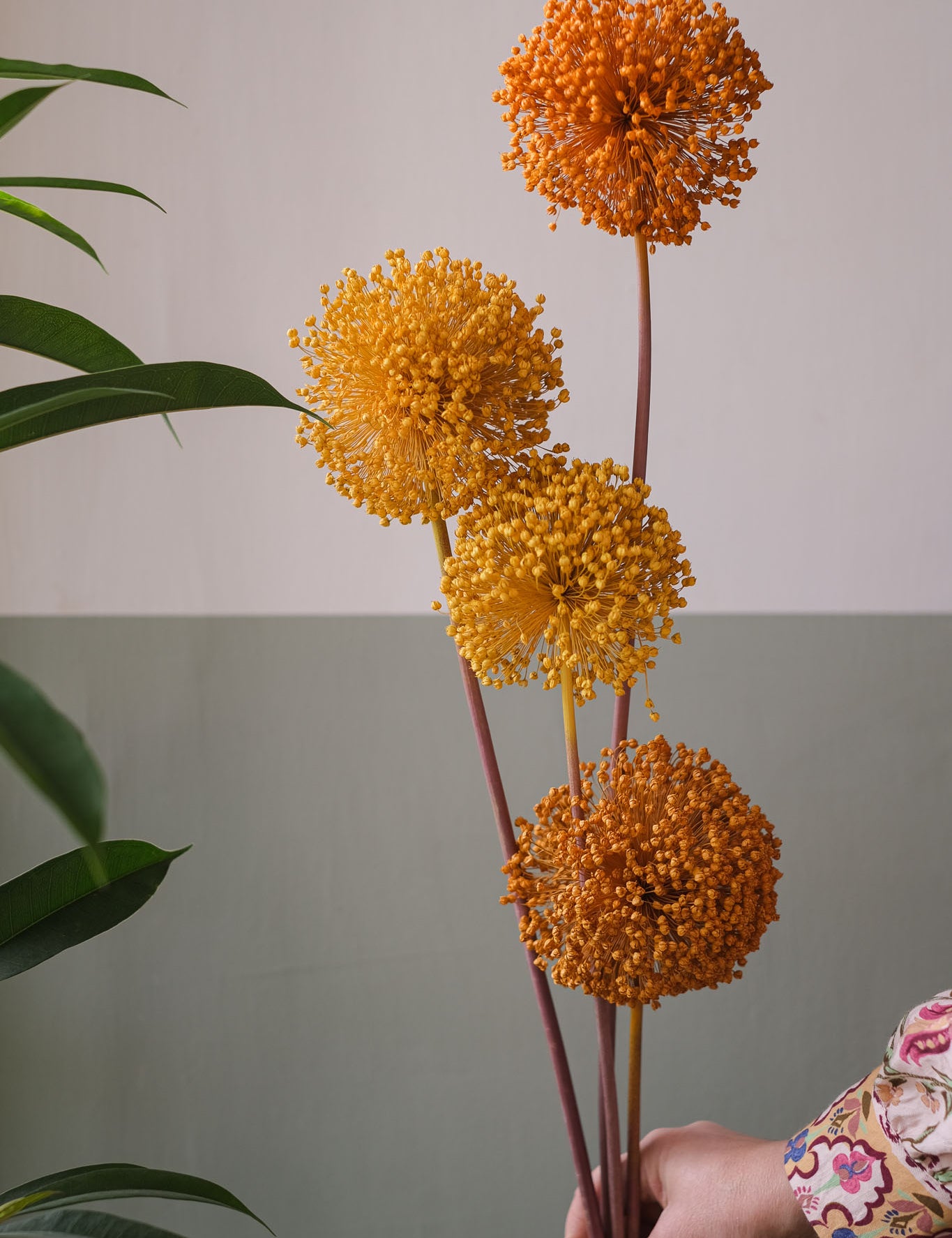fioriallium-26.jpg