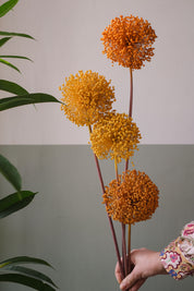 FIORI DI ALLIUM ESSICCATI GIALLO