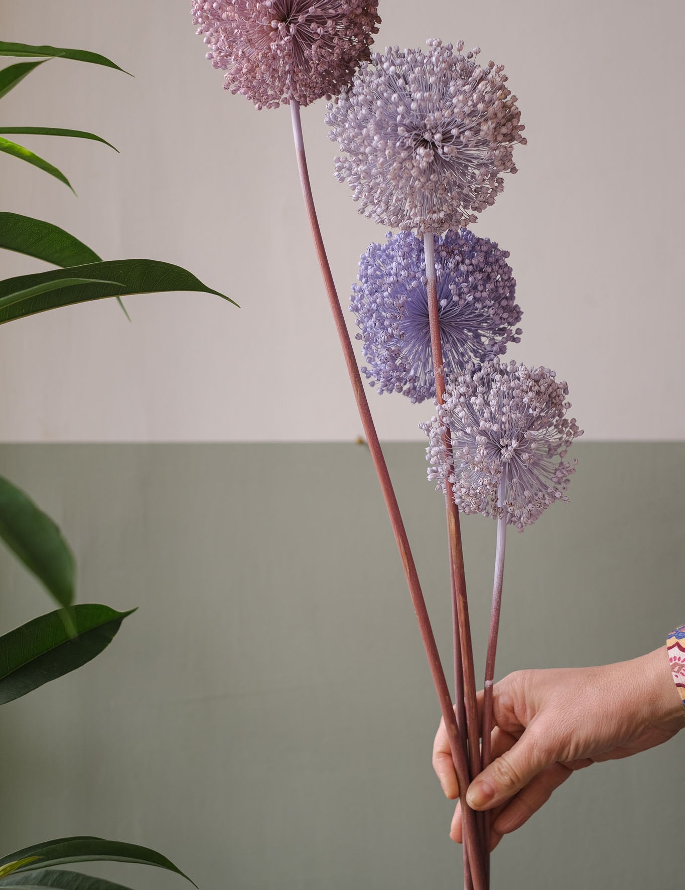 fioriallium-27.jpg