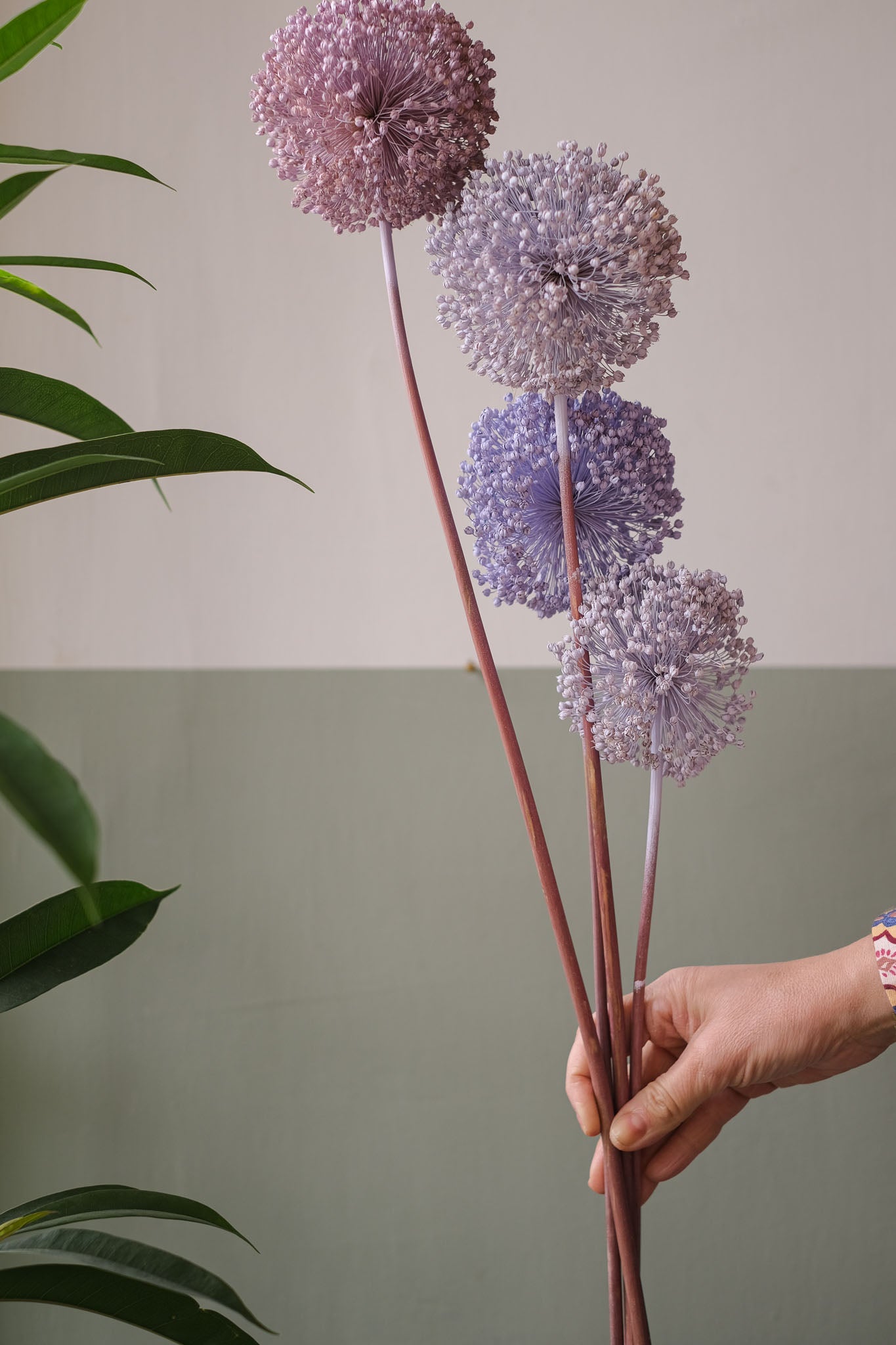 FIORI DI ALLIUM ESSICCATI LILLA