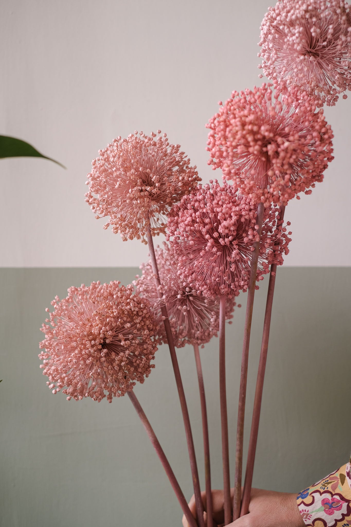 FIORI DI ALLIUM ESSICCATI  ROSA