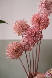 FIORI DI ALLIUM ESSICCATI  ROSA
