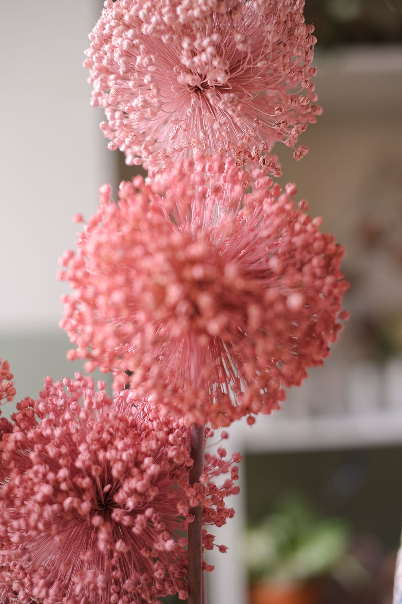 FIORI DI ALLIUM ESSICCATI  ROSA