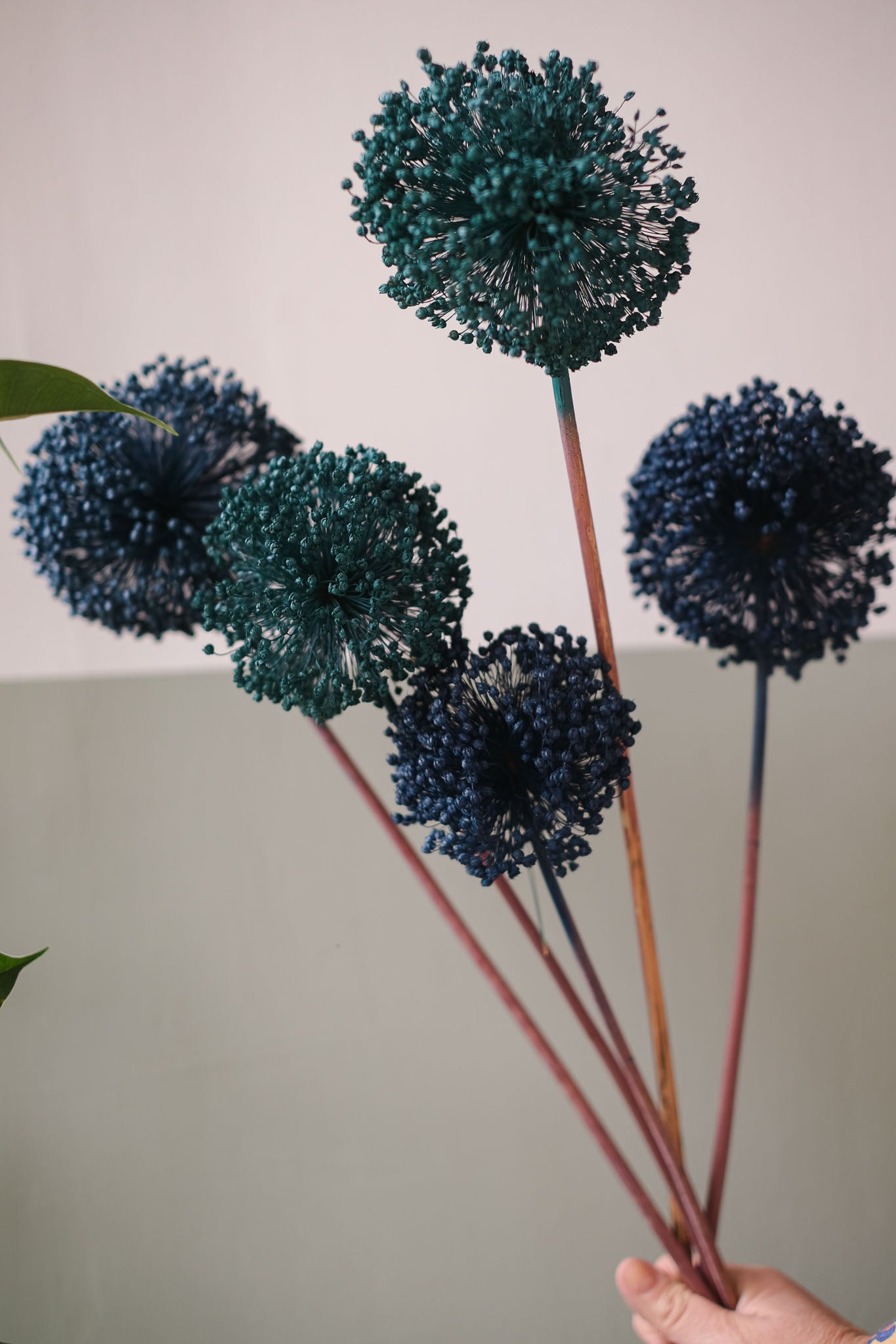 FIORI DI ALLIUM ESSICCATI BLU