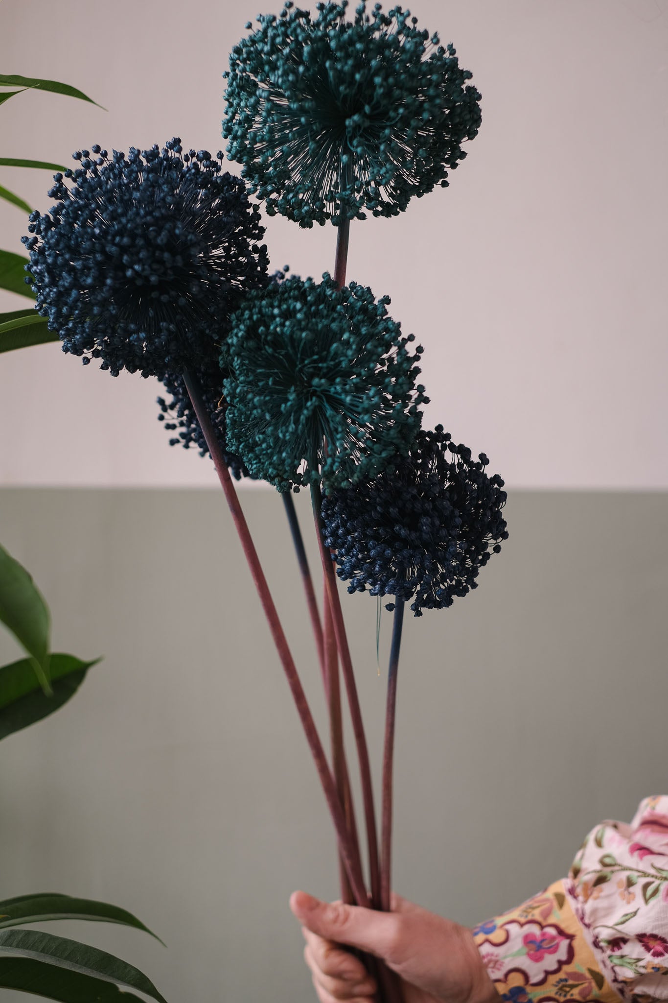 FIORI DI ALLIUM ESSICCATI BLU