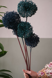 FIORI DI ALLIUM ESSICCATI BLU