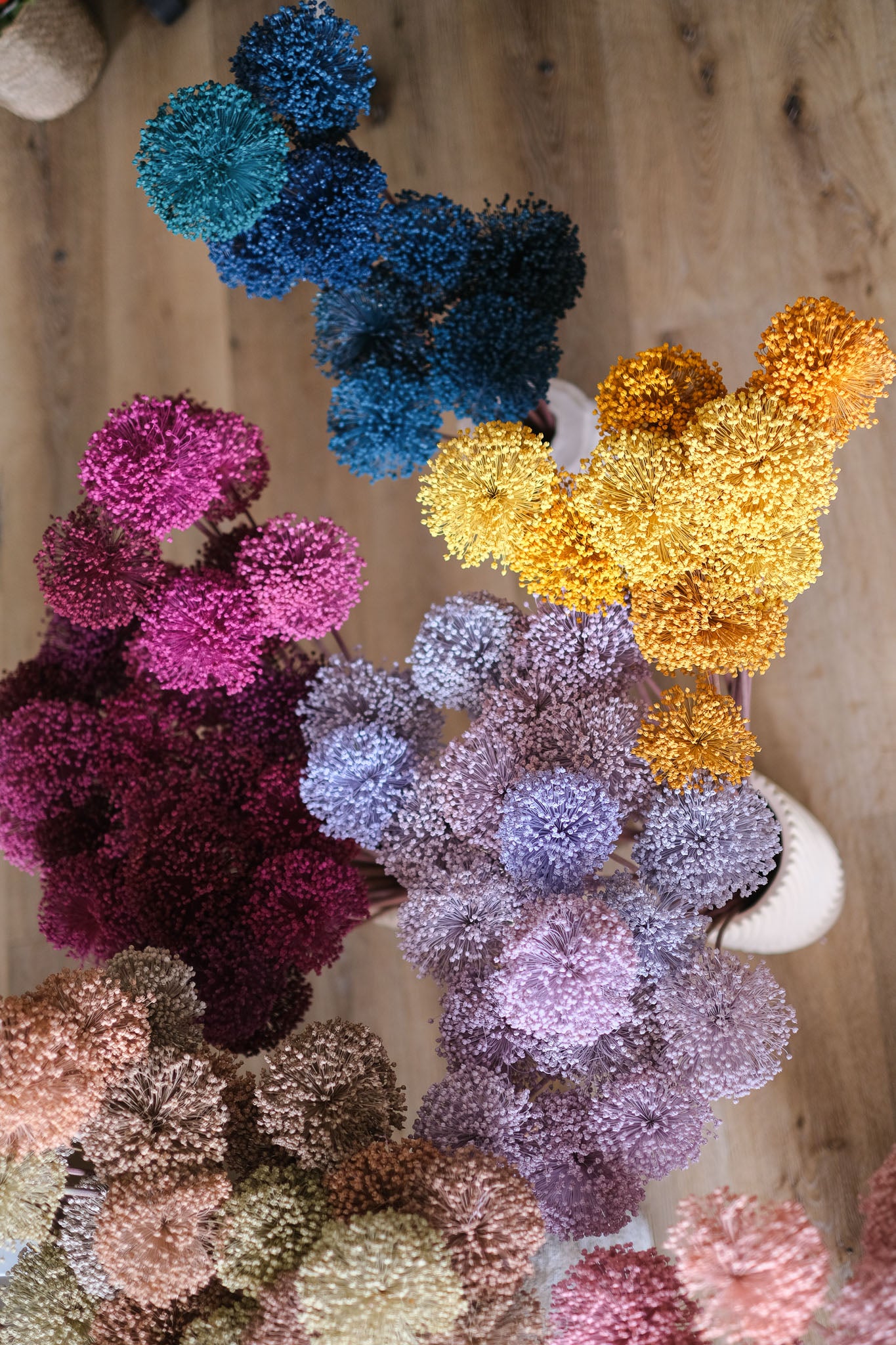 FIORI DI ALLIUM ESSICCATI BLU