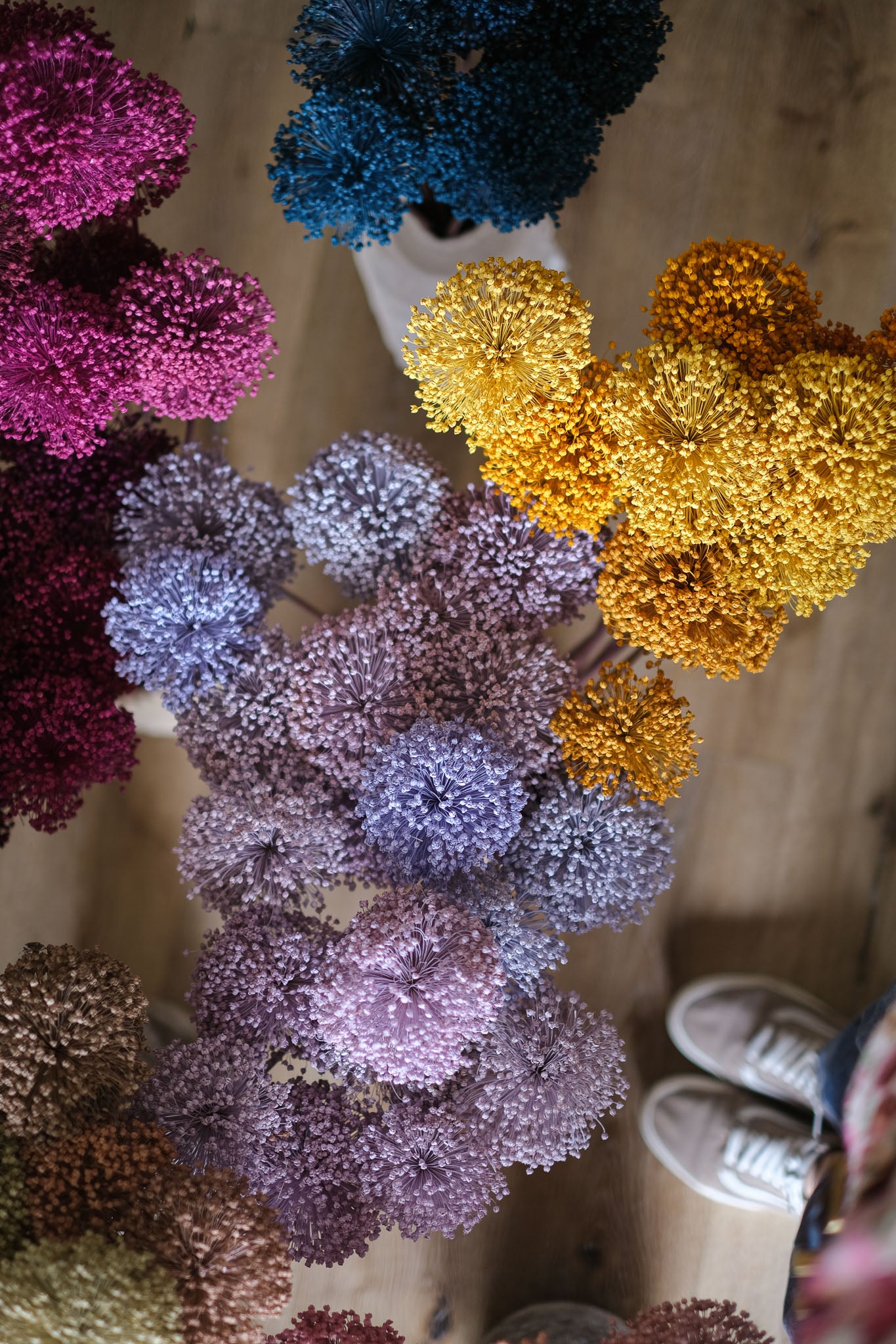 FIORI DI ALLIUM ESSICCATI GIALLO