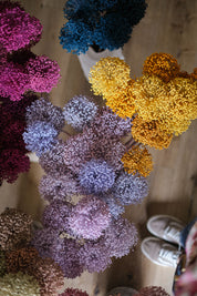 FIORI DI ALLIUM ESSICCATI GIALLO