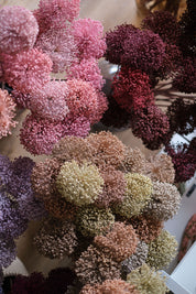 FIORI DI ALLIUM ESSICCATI  ROSA