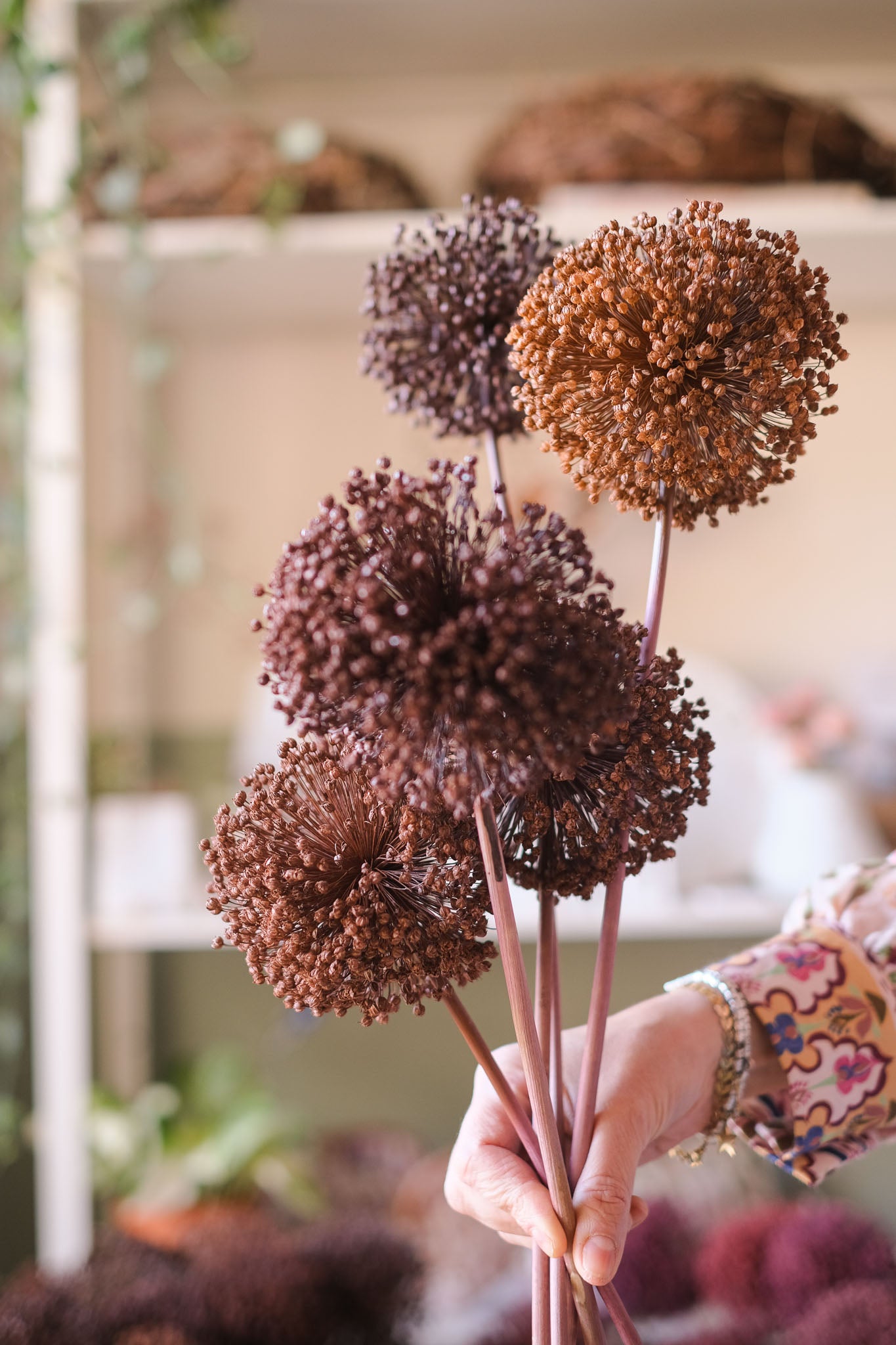 FIORI DI ALLIUM ESSICCATI MARRONE