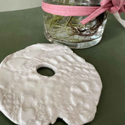 Pianta in idrocoltura