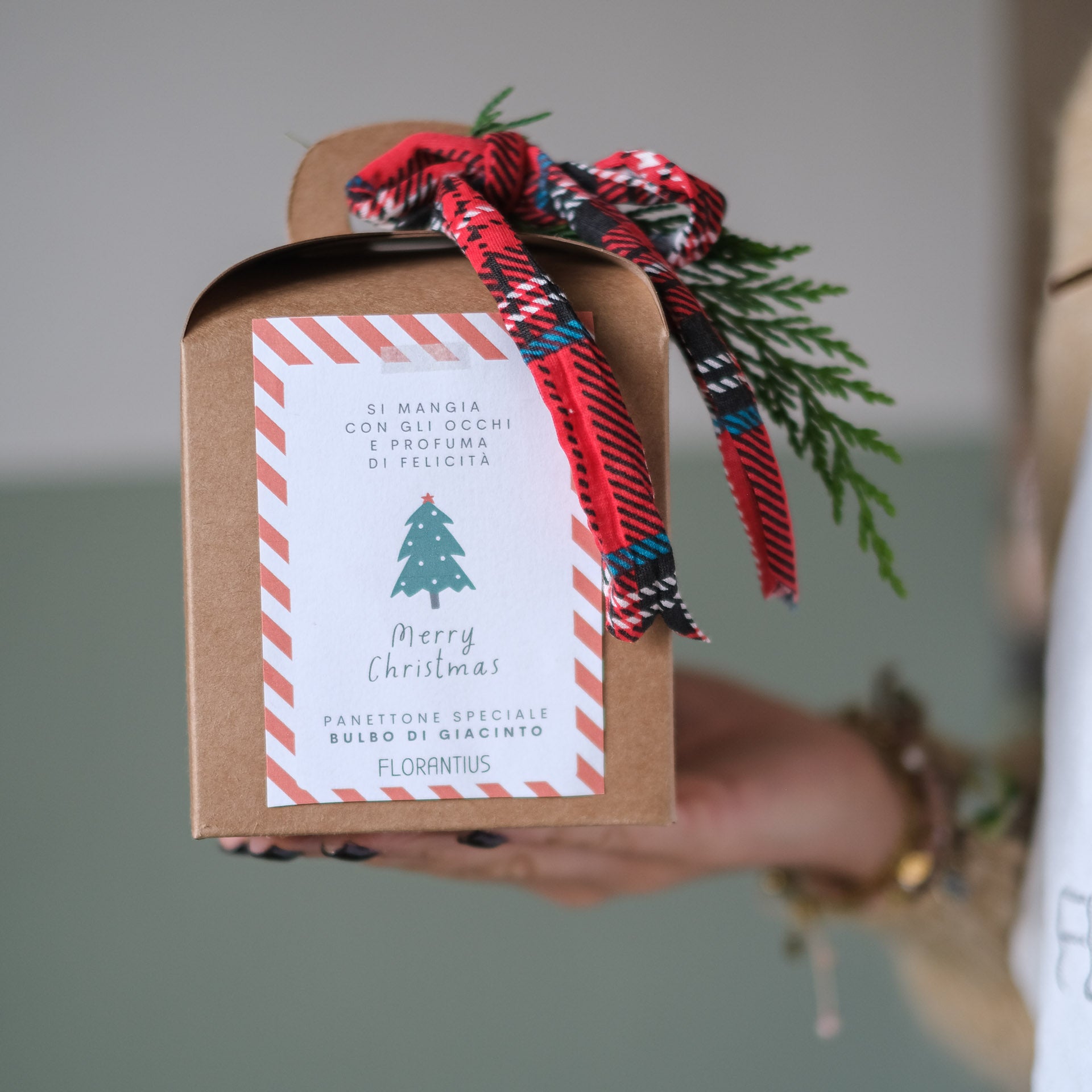 BULBO PANETTONE BOTANICO