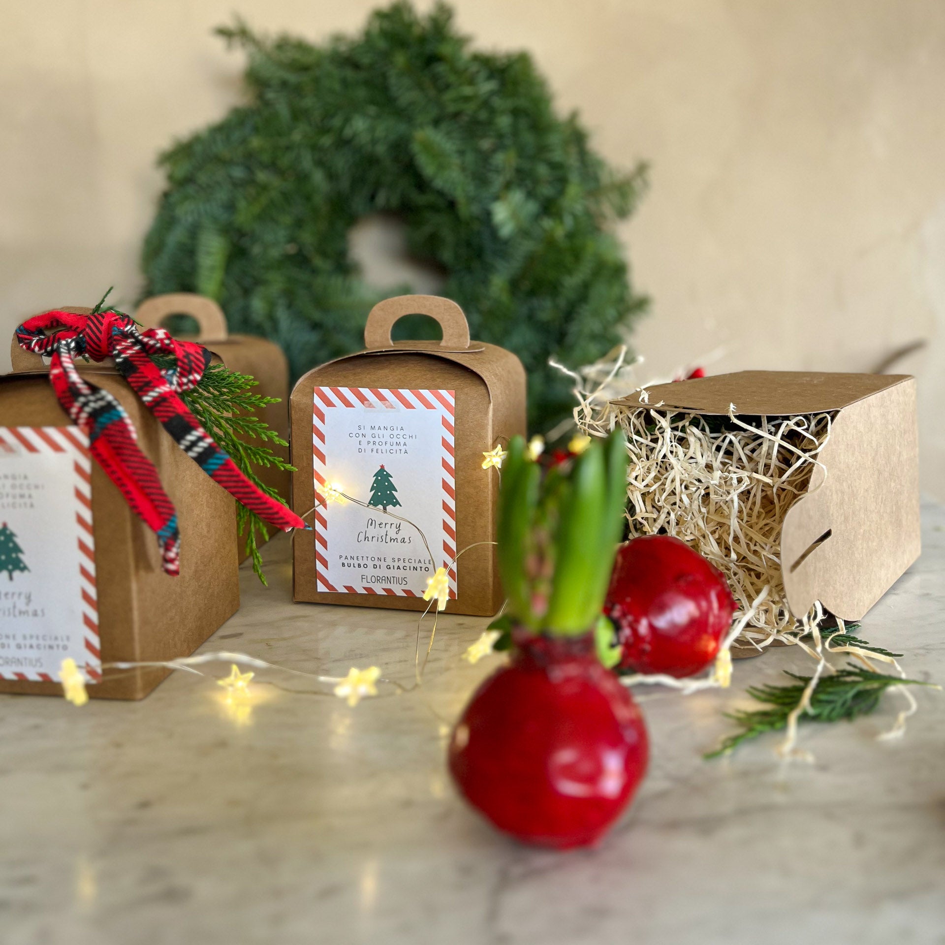 BULBO PANETTONE BOTANICO