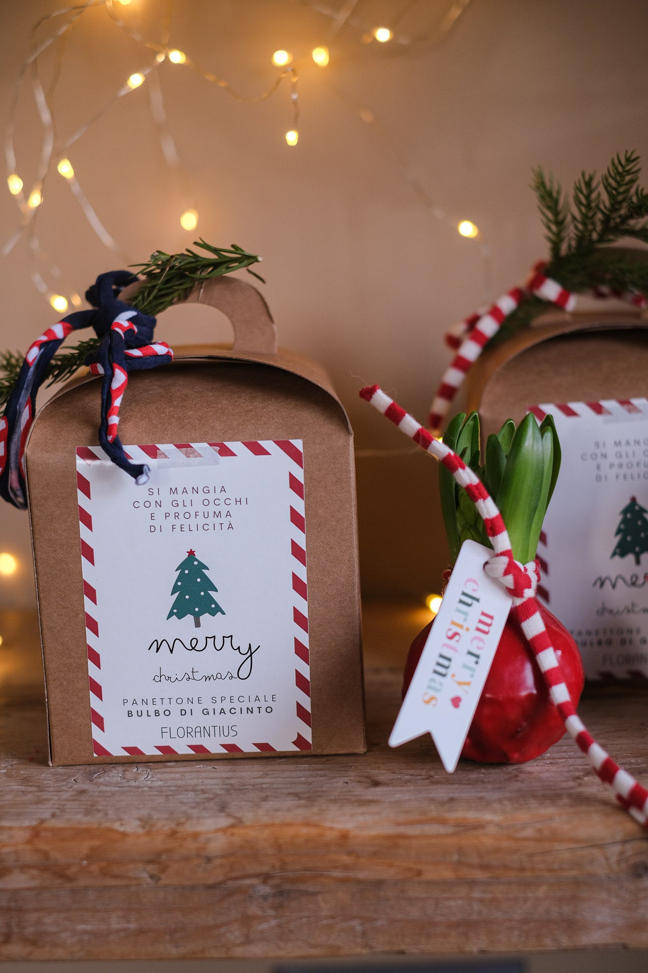 BULBO PANETTONE BOTANICO