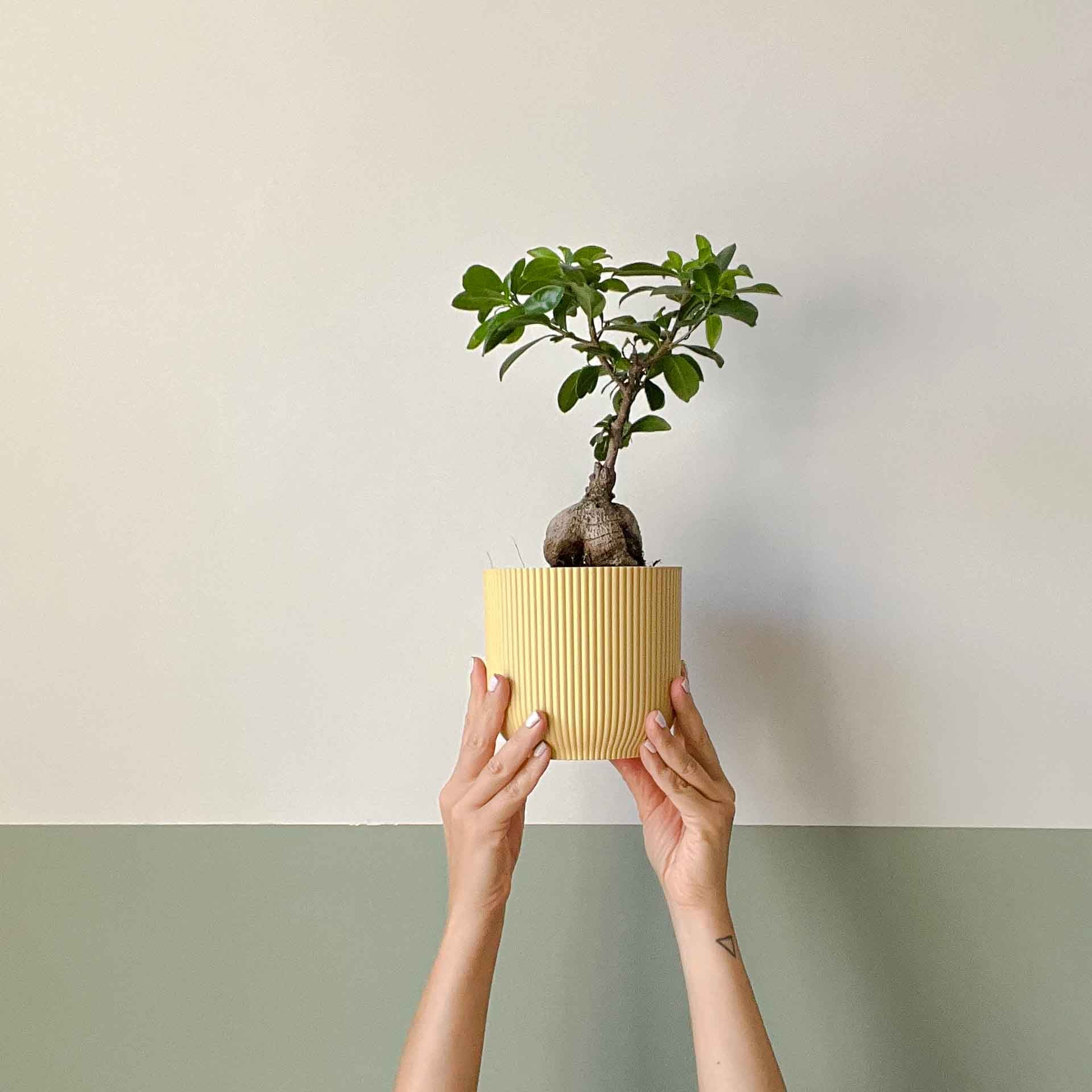 pianta-ficus-ginseng-bonsaii-1.jpg