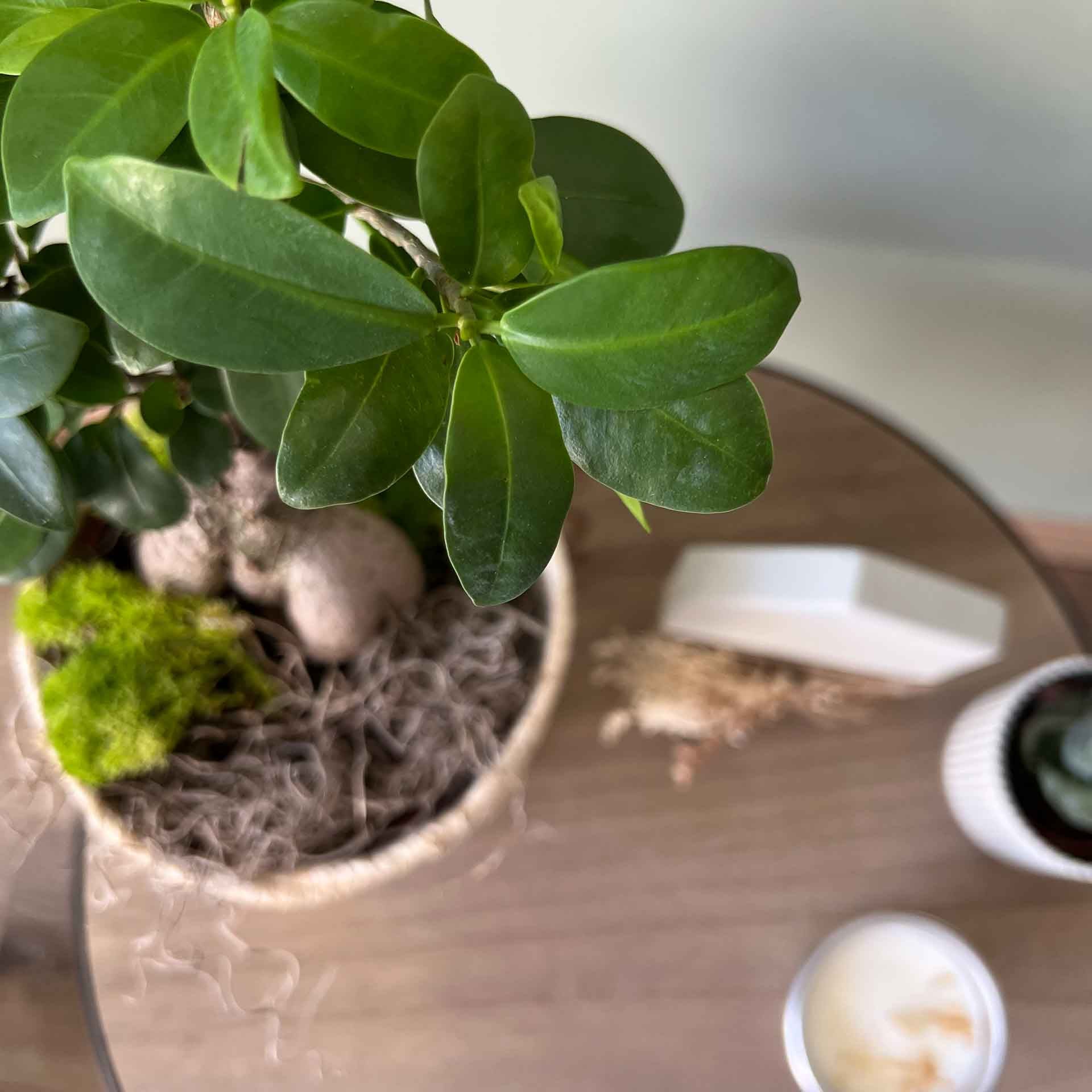 pianta-ficus-ginseng-bonsaii-2.jpg