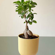 Ficus Ginseng