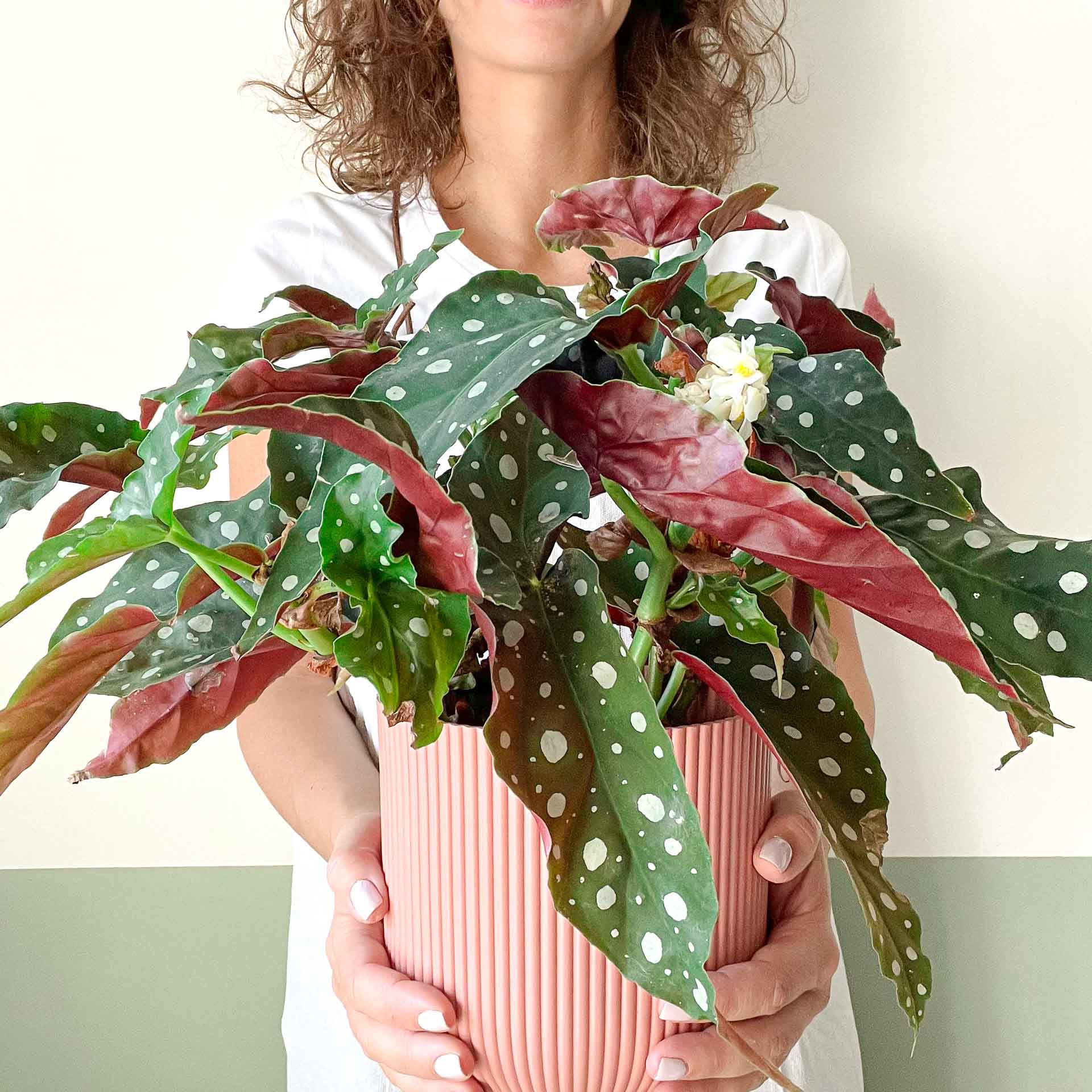 piante-BEGONIA-POIS-MACULATA-1.jpg