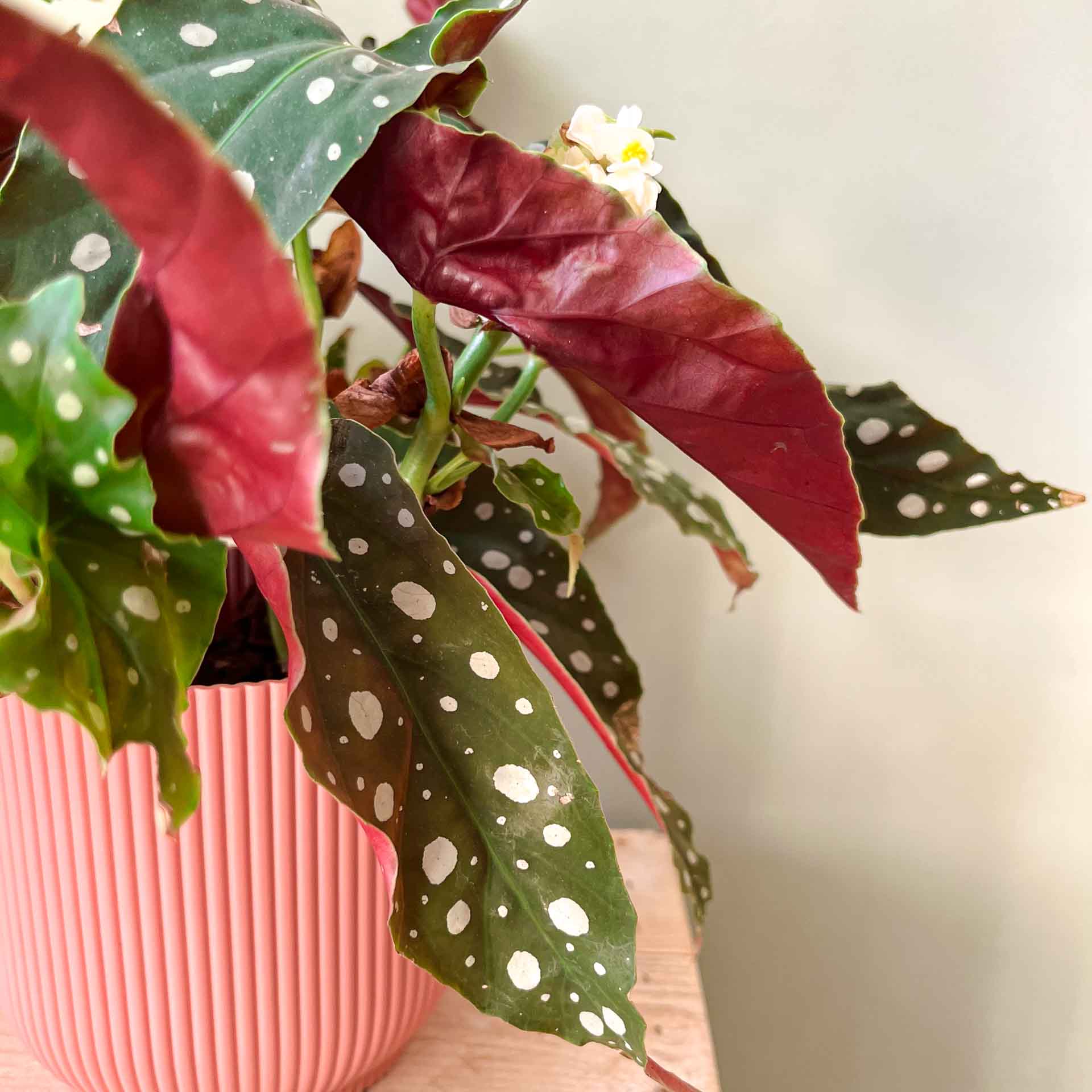piante-BEGONIA-POIS-MACULATA-2.jpg