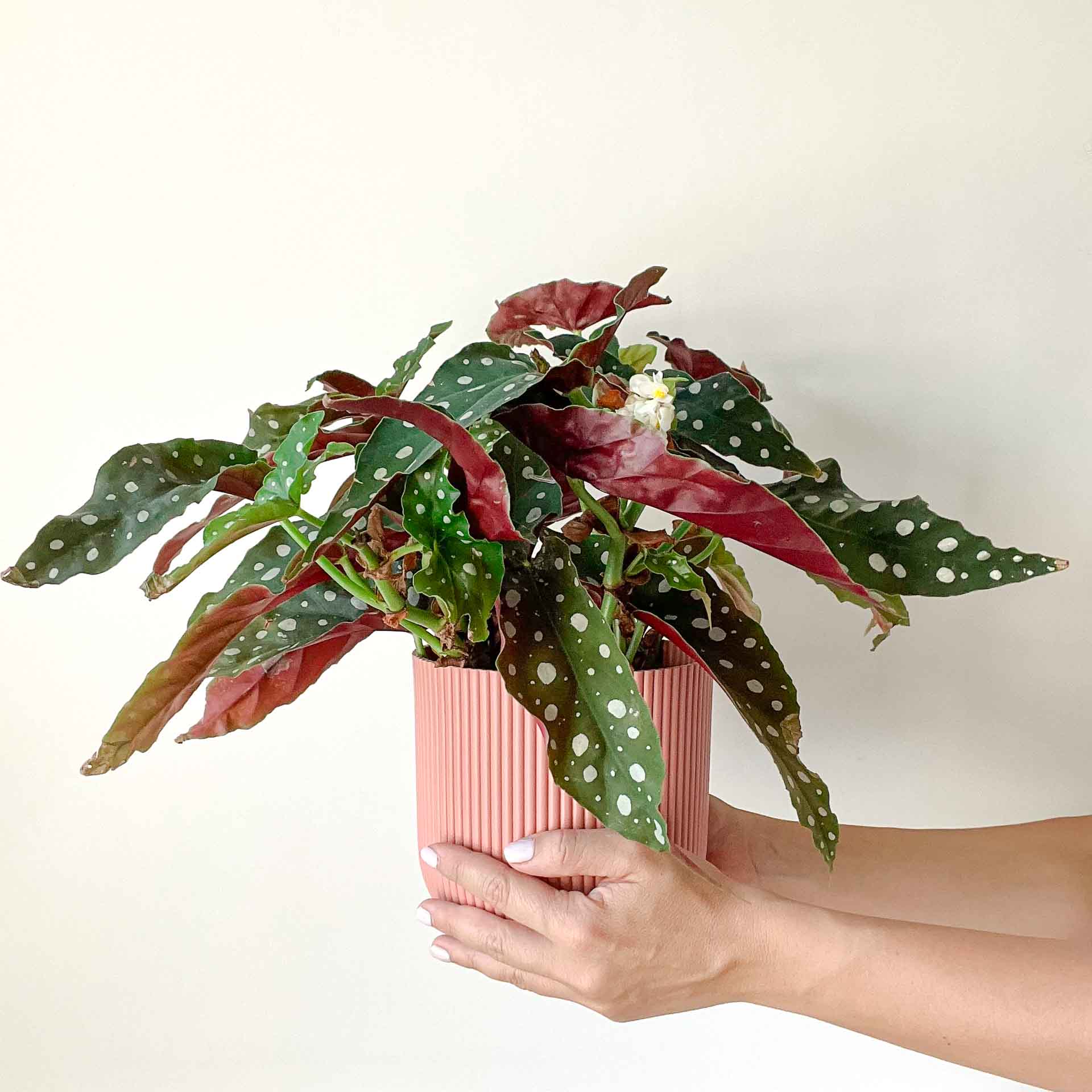 Begonia Maculata