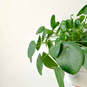 Pilea