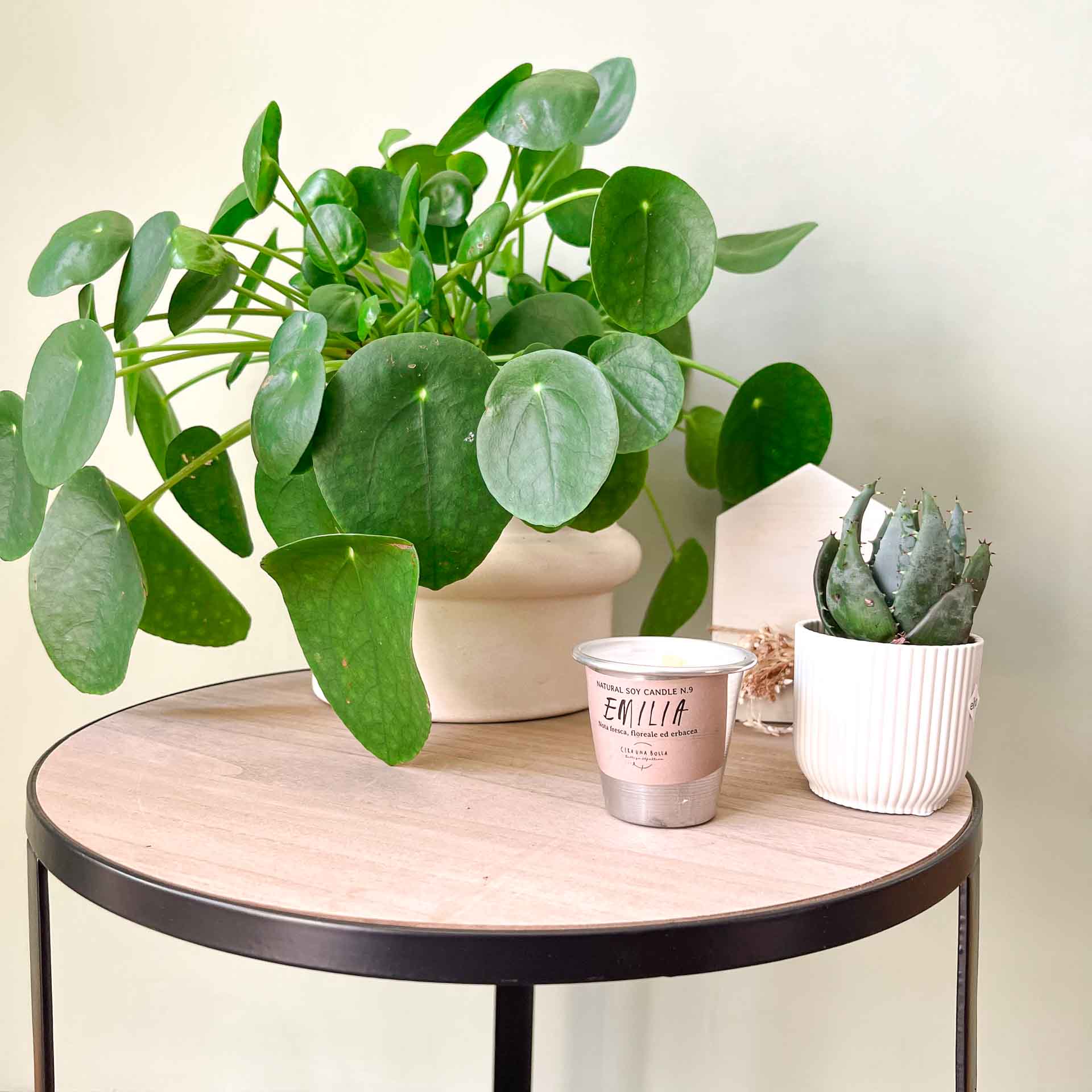 piante-PILEA-MONETE-2.jpg