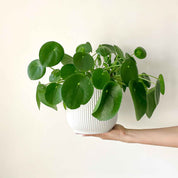 Pilea