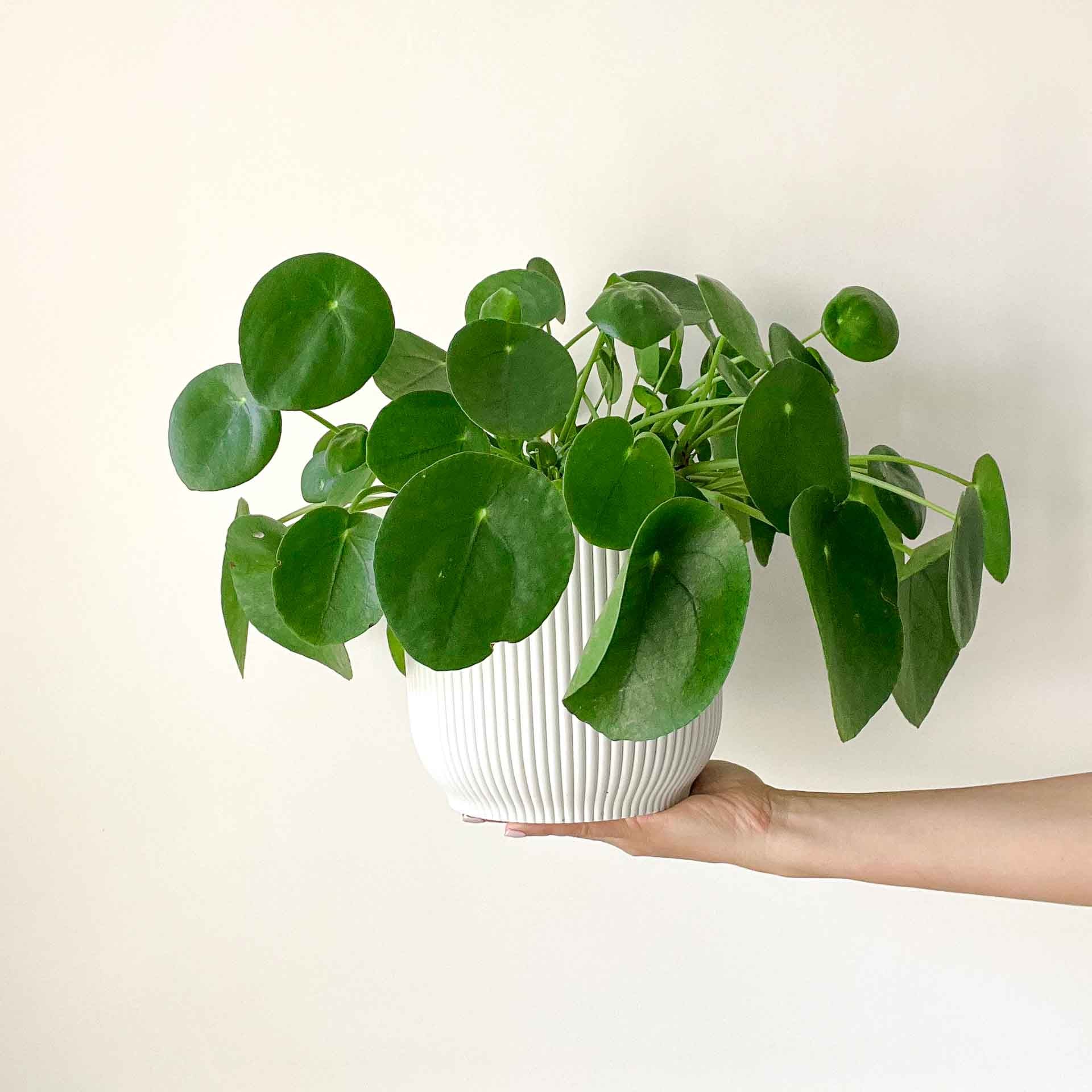 Pilea