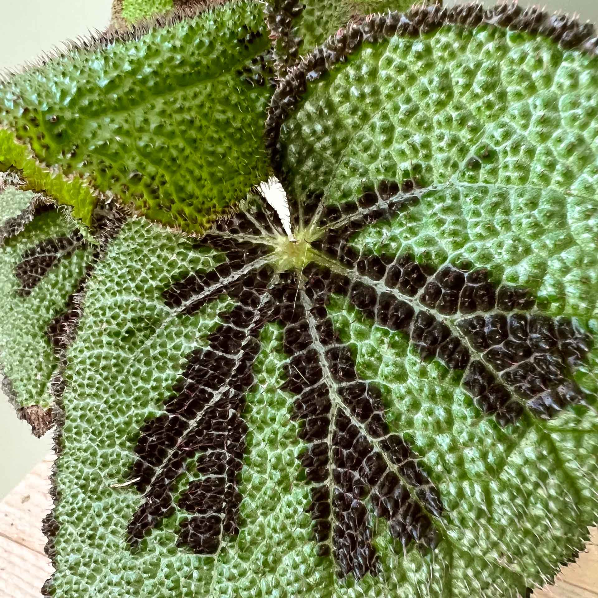 Begonia Masoniana