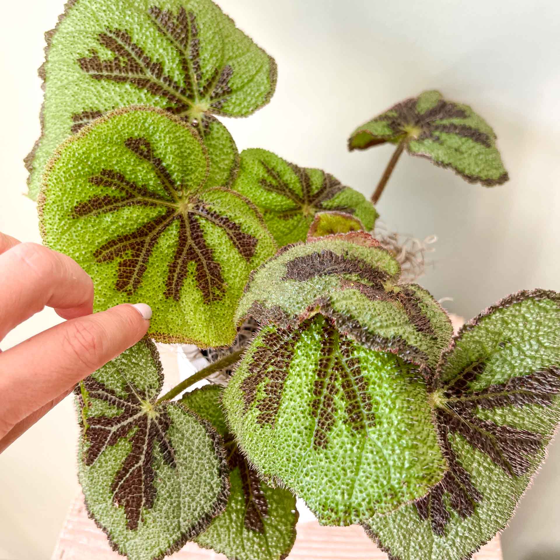 piante-begonia-masoniana-2.jpg